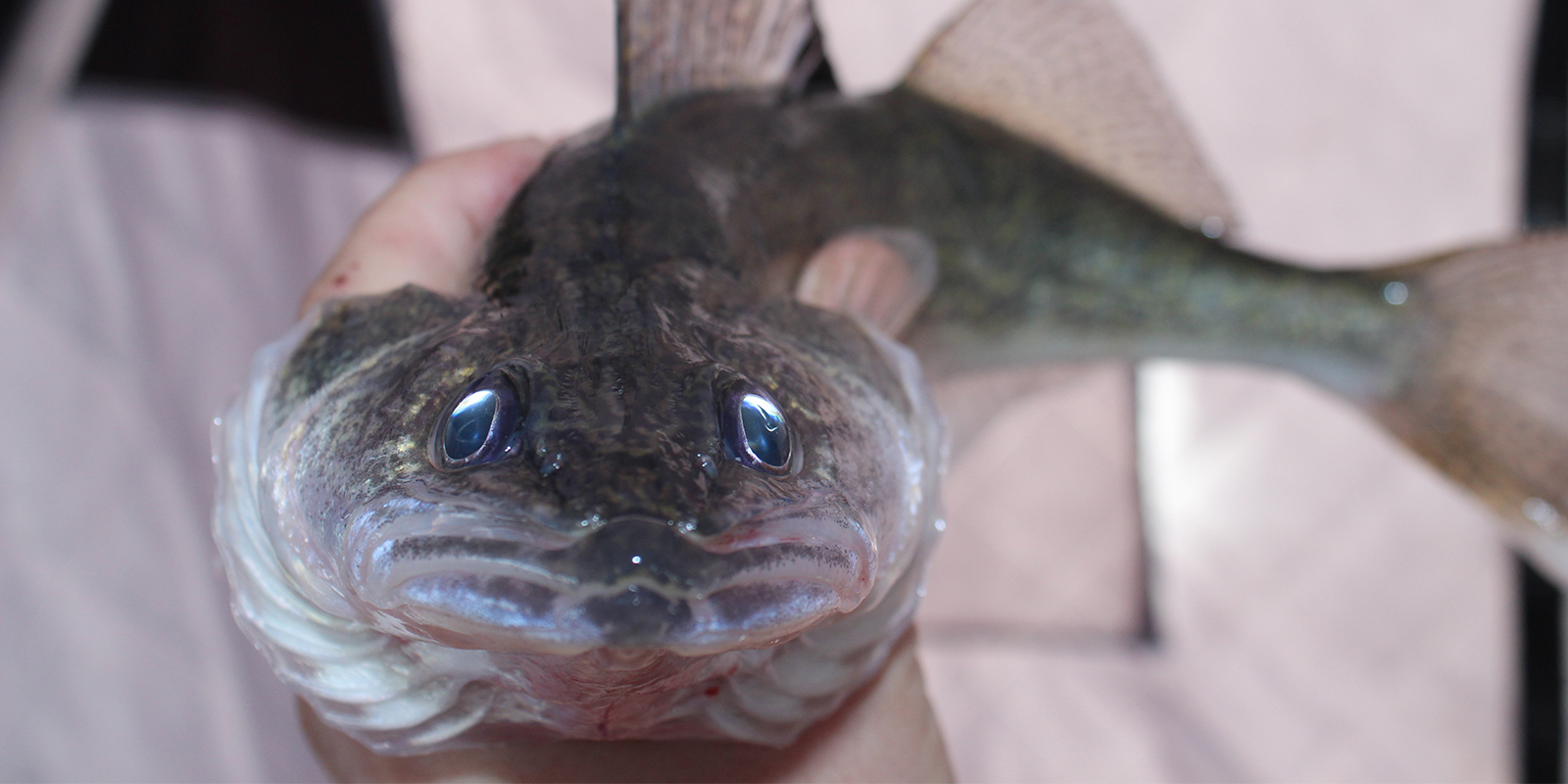 Walleye eyes